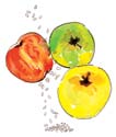 Apples